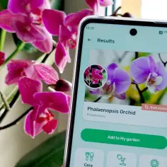 Telefon z aplikacją do rozpoznawania roślin pokazuje zdjęcie storczyka Phalaenopsis.