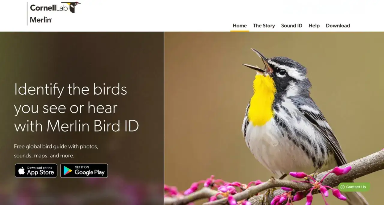 Aplikacja do rozpoznawania ptaków Merlin Bird ID pomaga zidentyfikować ptaki po wyglądzie lub śpiewie. Na zdjęciu śpiewający ptak.